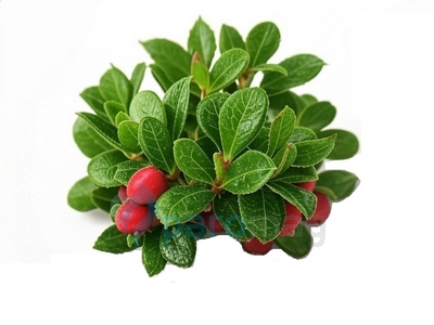 картинка Wintergreen Menthol от магазина Paromag 